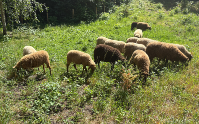 Aux Capucins, les brebis créent du lien